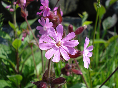 Pink wild flower